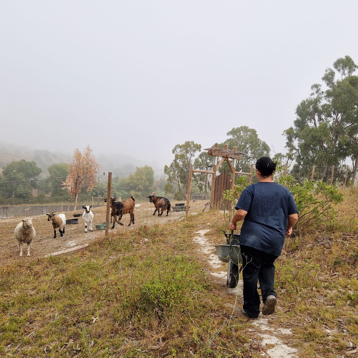 natucate-blog-review-portugal-animal-welfare-meghan-goat-area