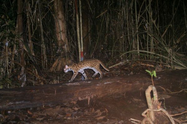 A picture of a wild cat in Borneo at night, captured with the help of a camera trap
