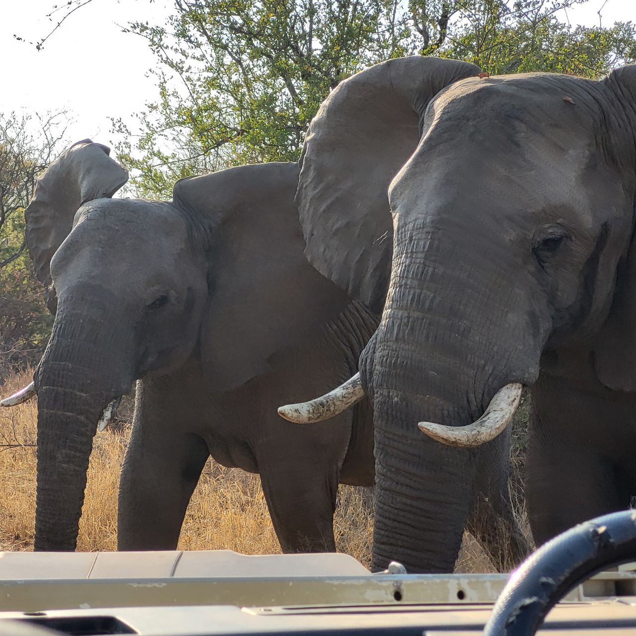 freiwilligenarbeit-siyafunda-julia-landschaft-elefanten
