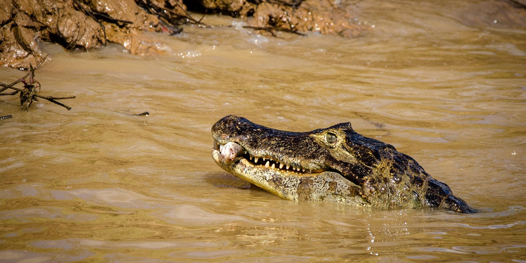 A caiman holds its prey above the brownish water ochre surface