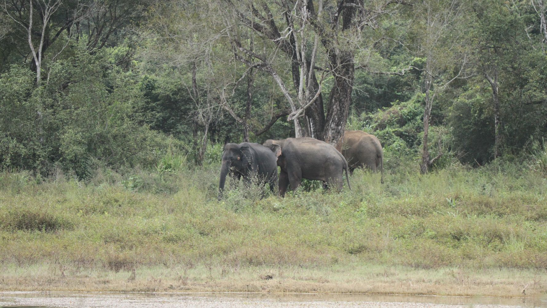 erfahrungsberichte-freiwilligenarbeit-sri-lanka-artenschutz-thomas-elefanten-ferne-natucate