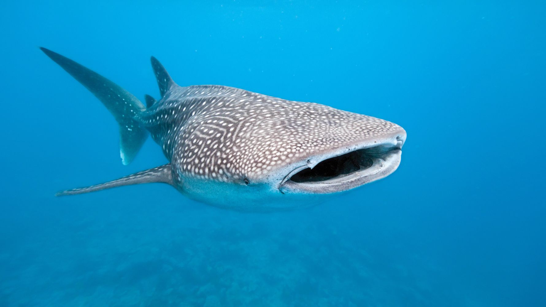 Whale Shark
