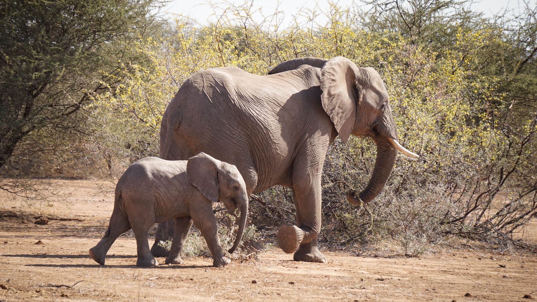erfahrungsberichte-naturreise-afrika-private-wilderness-experience-rene-elefanten-natucate