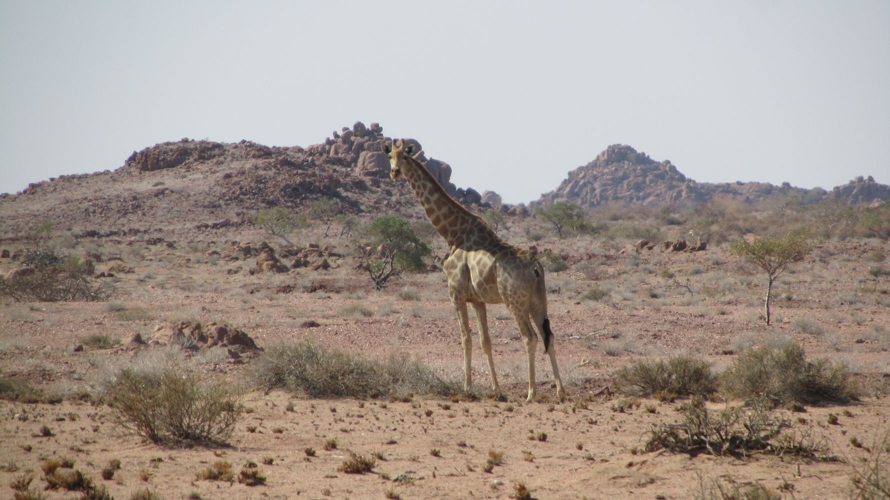 Eine Giraffe sucht in der Halbwueste Namibias nach Wasser und Nahrung