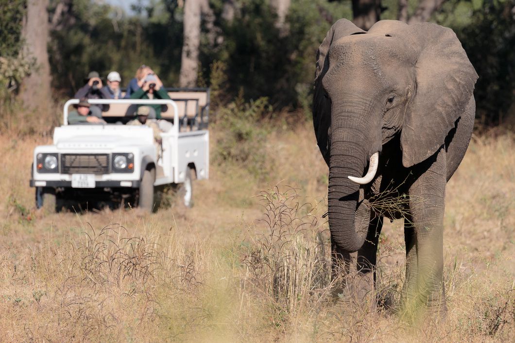 Waehrend des Gamedrives lassen sich Wildtiere wie Elefanten besonders gut beobachten