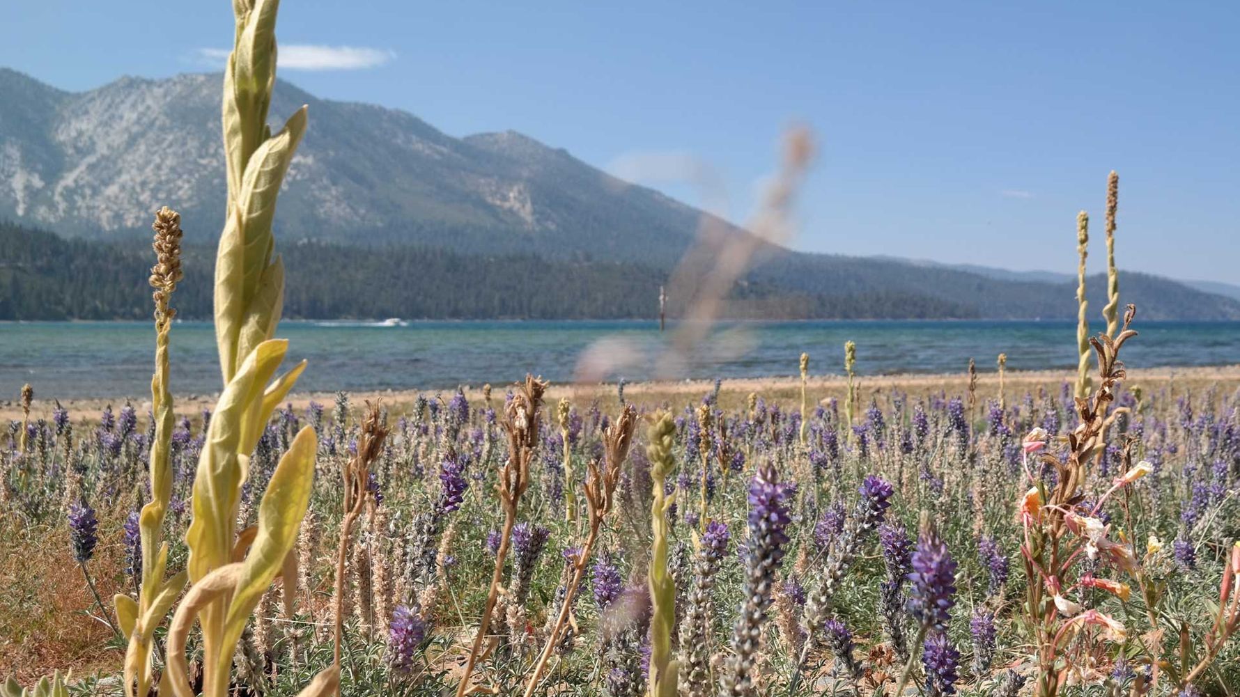 freiwilligenarbeit-usa-kalifornien-erfahrungsbericht-naturschutz-wasser-natucate