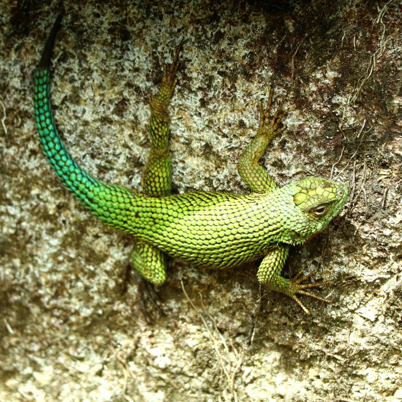 erfahrungsbericht-freiwilligenarbeit-costa-rica-forestconservation-lennart-lizard-natucate.jpg