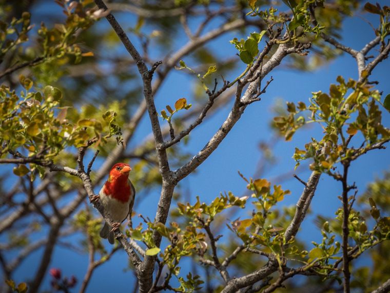 birding-checkliste-orni