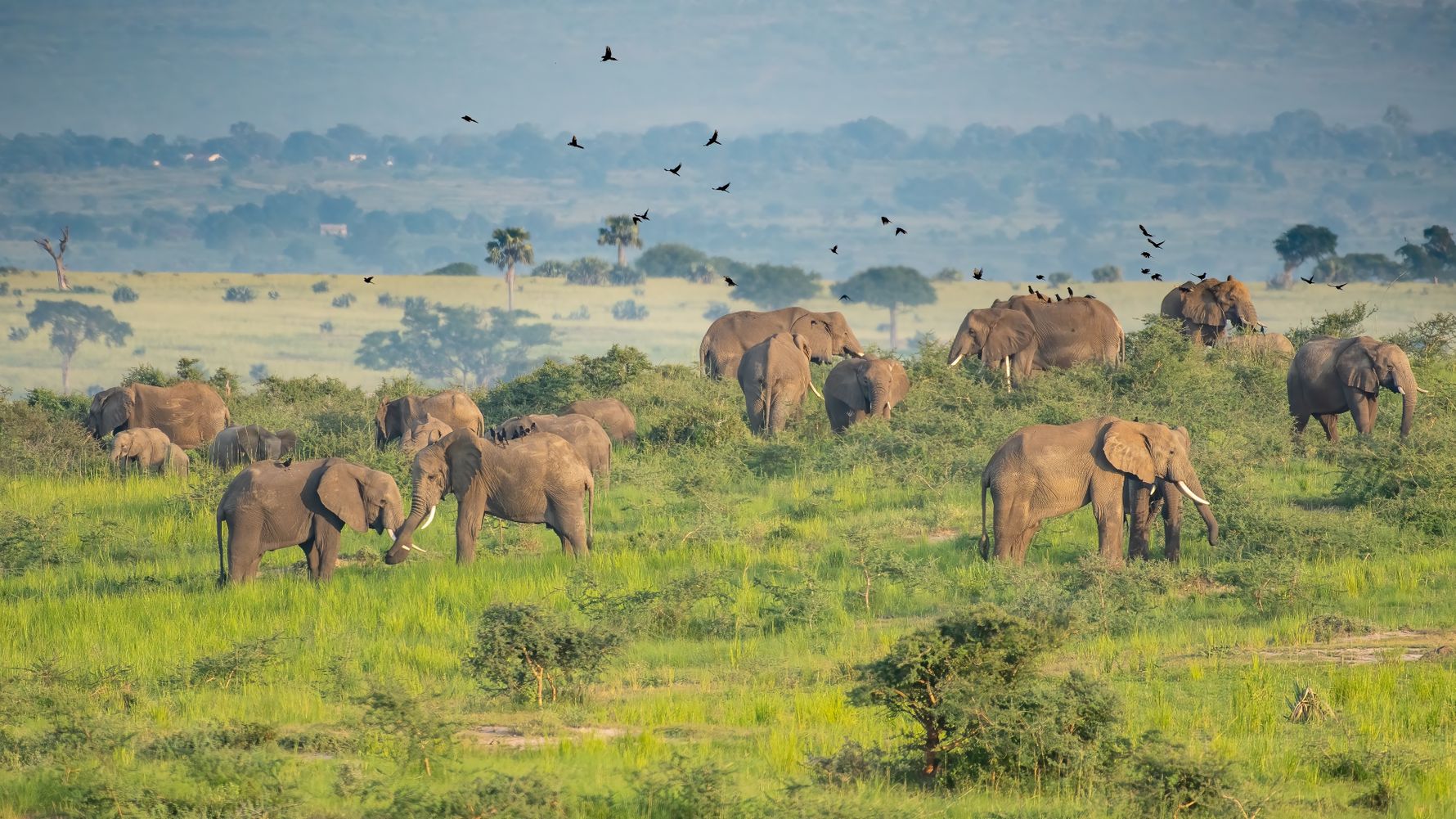 Herd of elephants in Murchison National Park