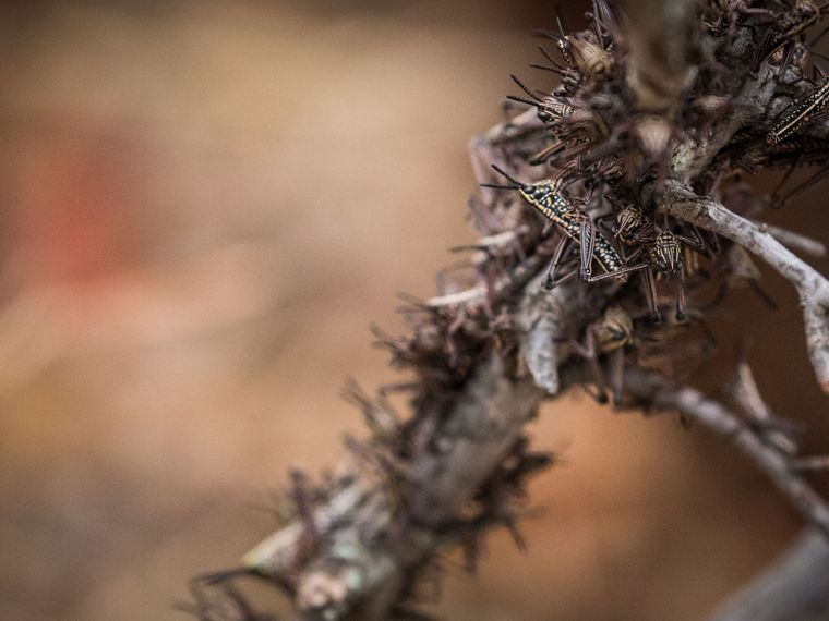 Rangerkurs: Kleine Heuschreckenart in grosser Stueckzahl an einem Baum