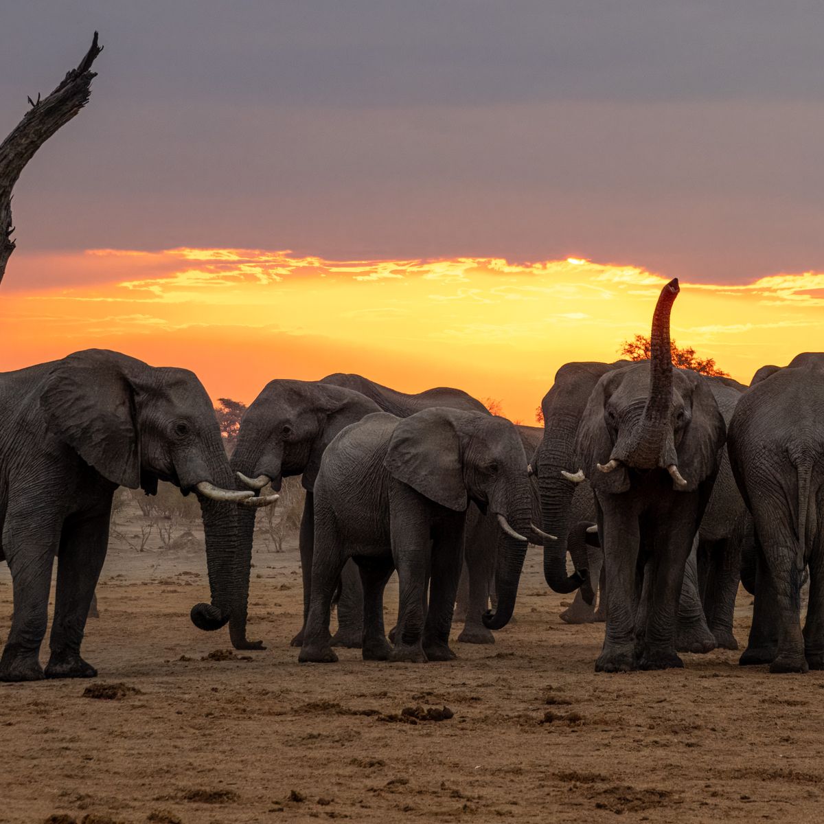natucate-private-wilderness-experience-hwange-zimbabwe-sunrise-elephant-herd