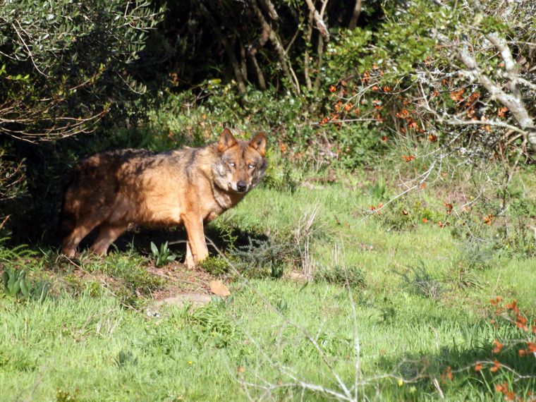 erfahrungsberichte-freiwilligenarbeit-portugal-wolfsschutz-wolf-robert-natucate