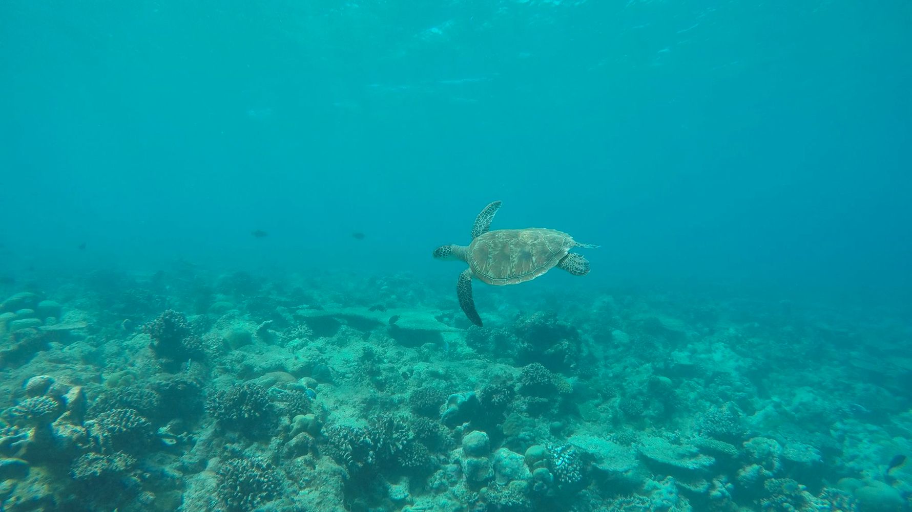 blog-naturwissen-co2-schildkroete-natucate