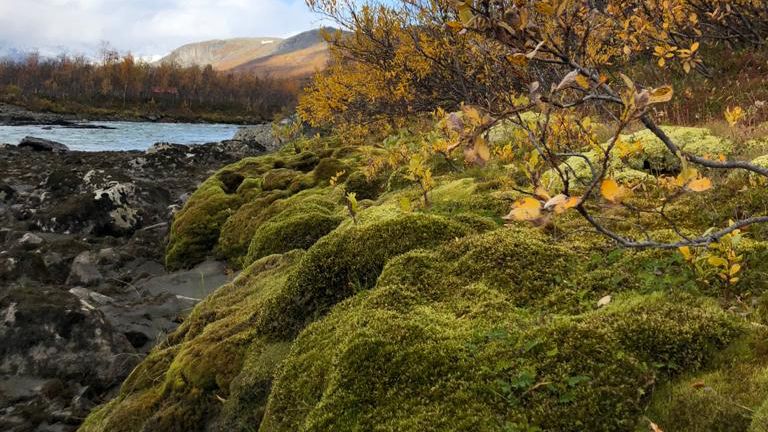 laenderinformationen-schweden-moos-natucate