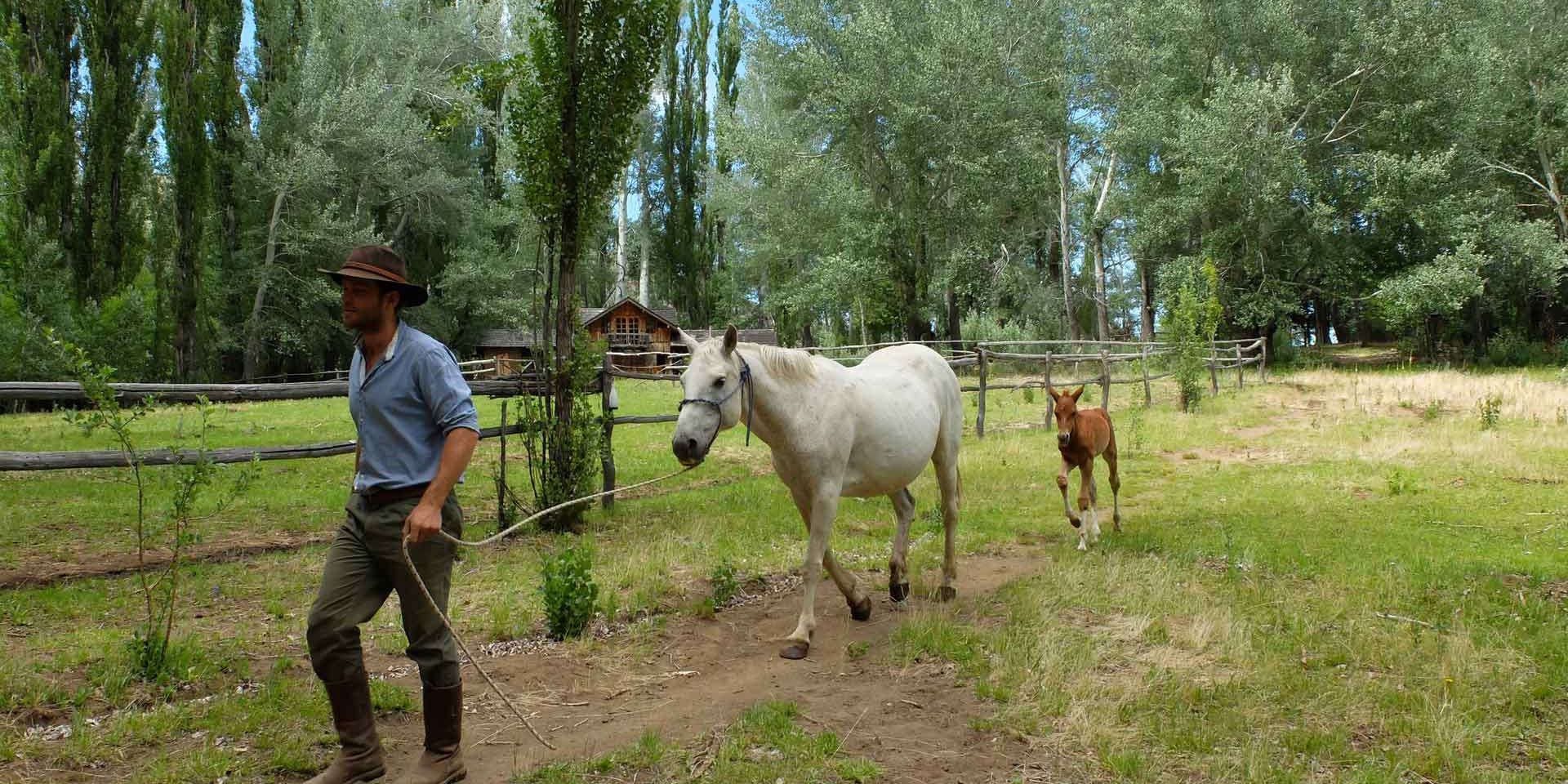 Eine Herde von Pferden steht auf einer Koppel der Ranch