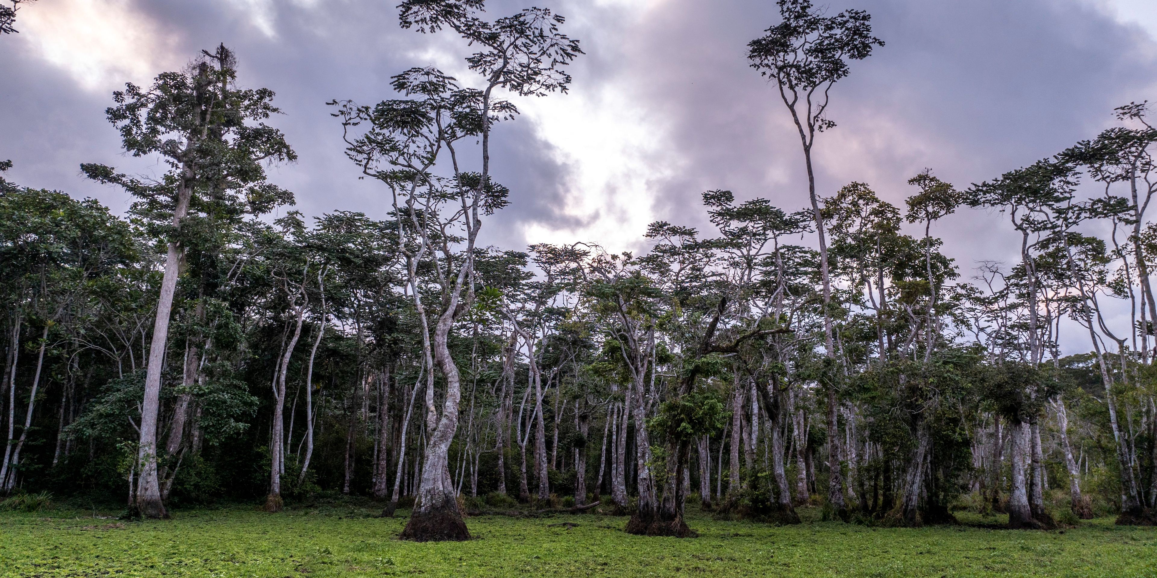 natucate-nature-travel-gabon-wilderness-trails-rainforest