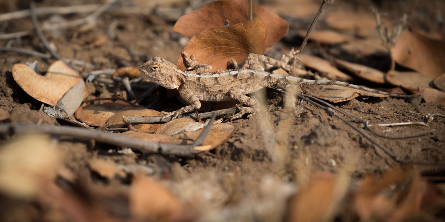 landingpage-conservation-safaris-botswana-reptilien-natucate