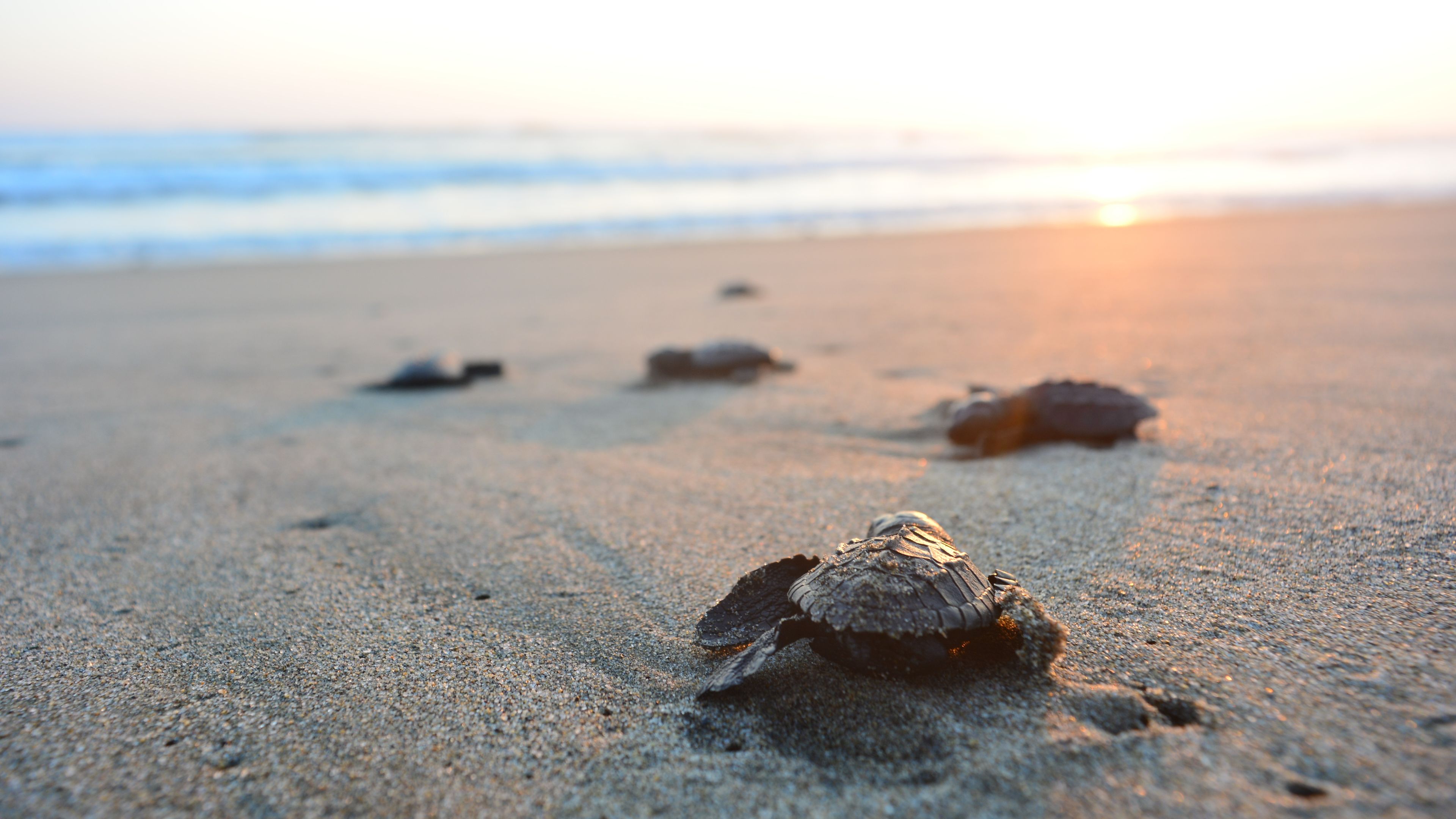 freiwilligenarbeit-griechenland-kefalonia-familie-turtle