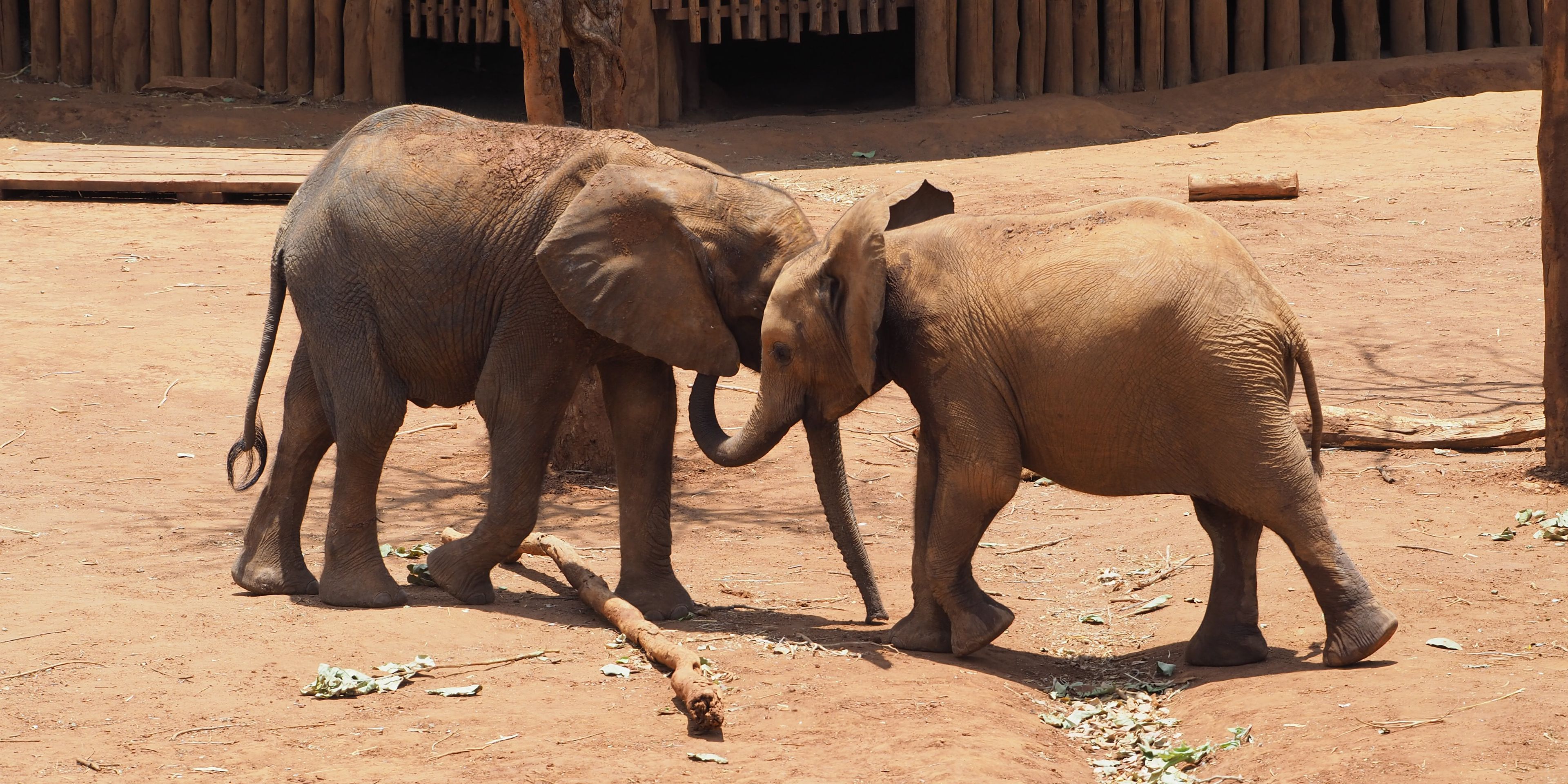 freiwilligenarbeit-sambia-artenschutz-lusaka-elefanten-natucate
