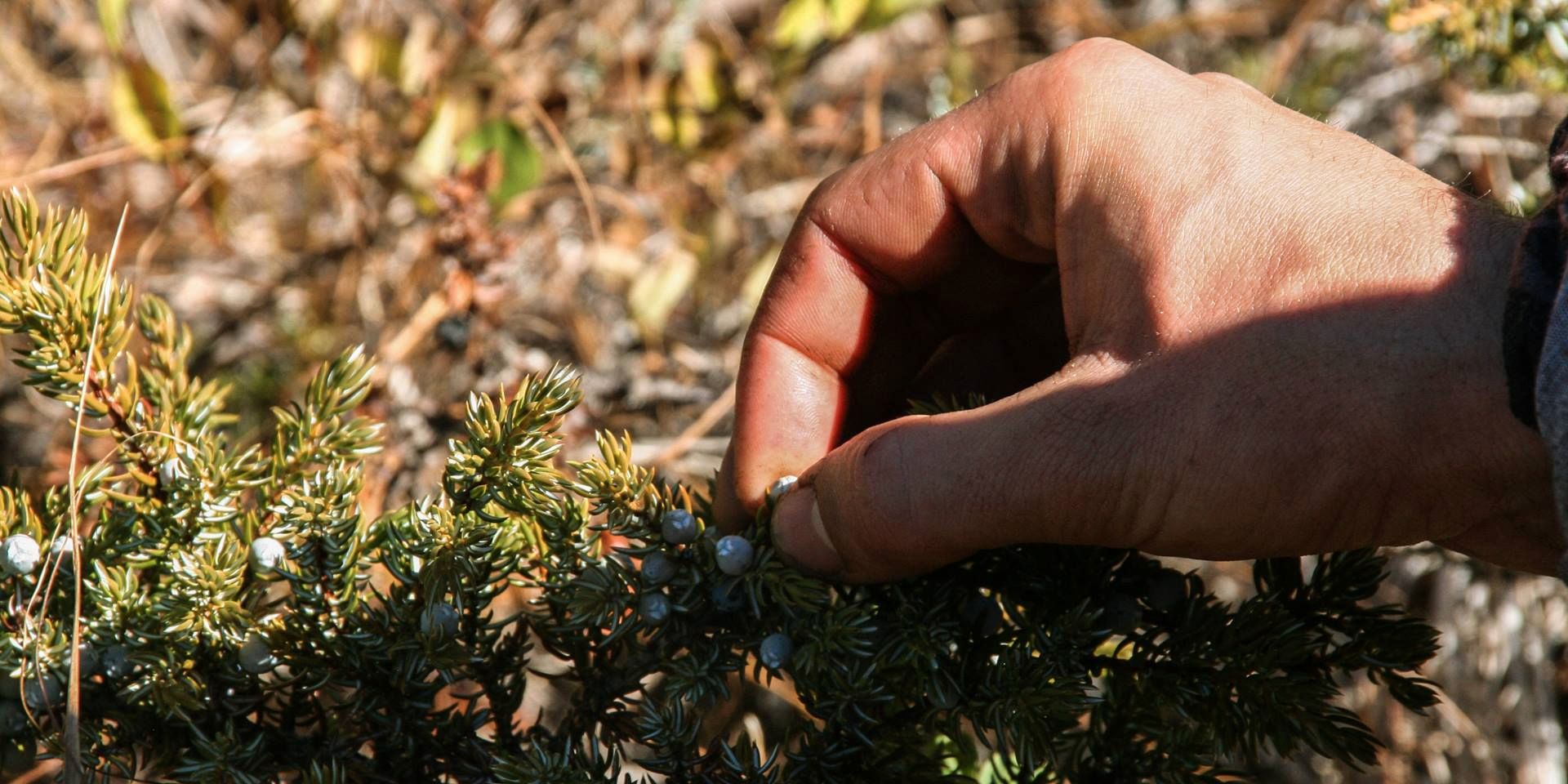 natur-und-rangerkurse-kanada-nordamerika-bushcraft-survival-advanced-flora-natucate