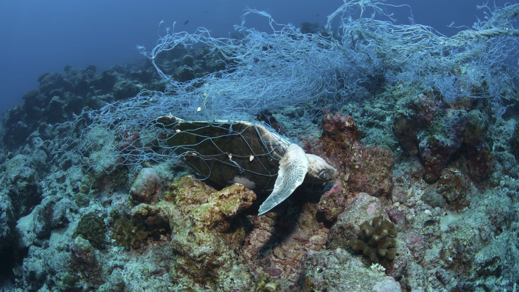 natucate-blog-knowledge-turtle-danger-net