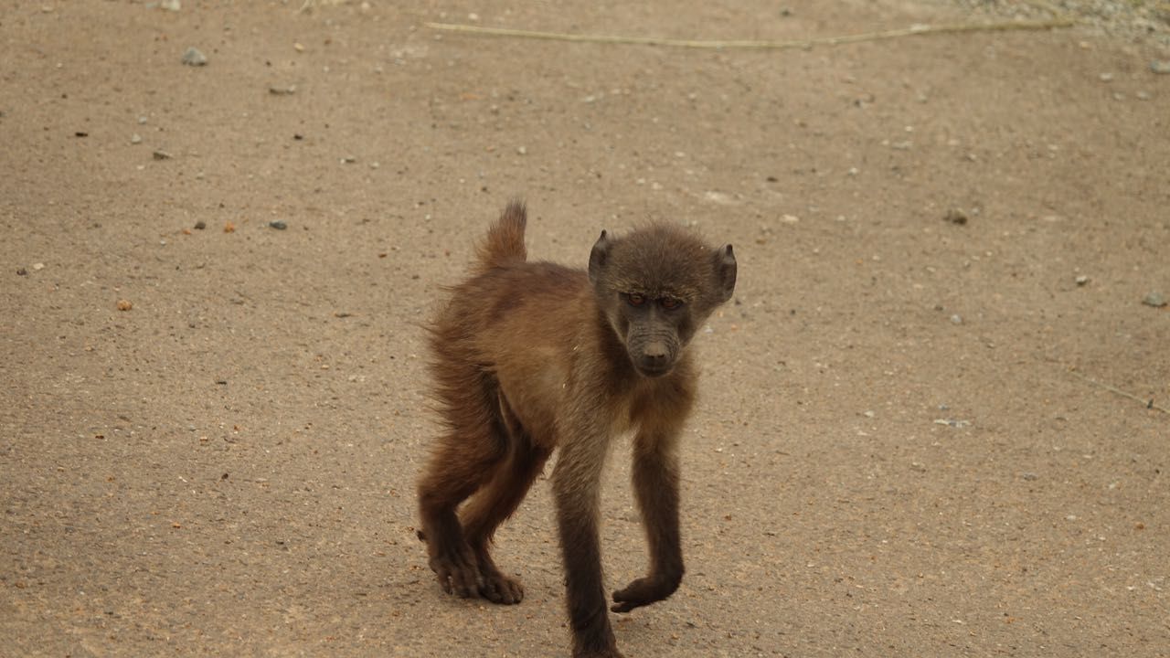 freiwilligenarbeit-suedafrika-erfahrungsbericht-kundenfotos-artenschutz-affe-natucate