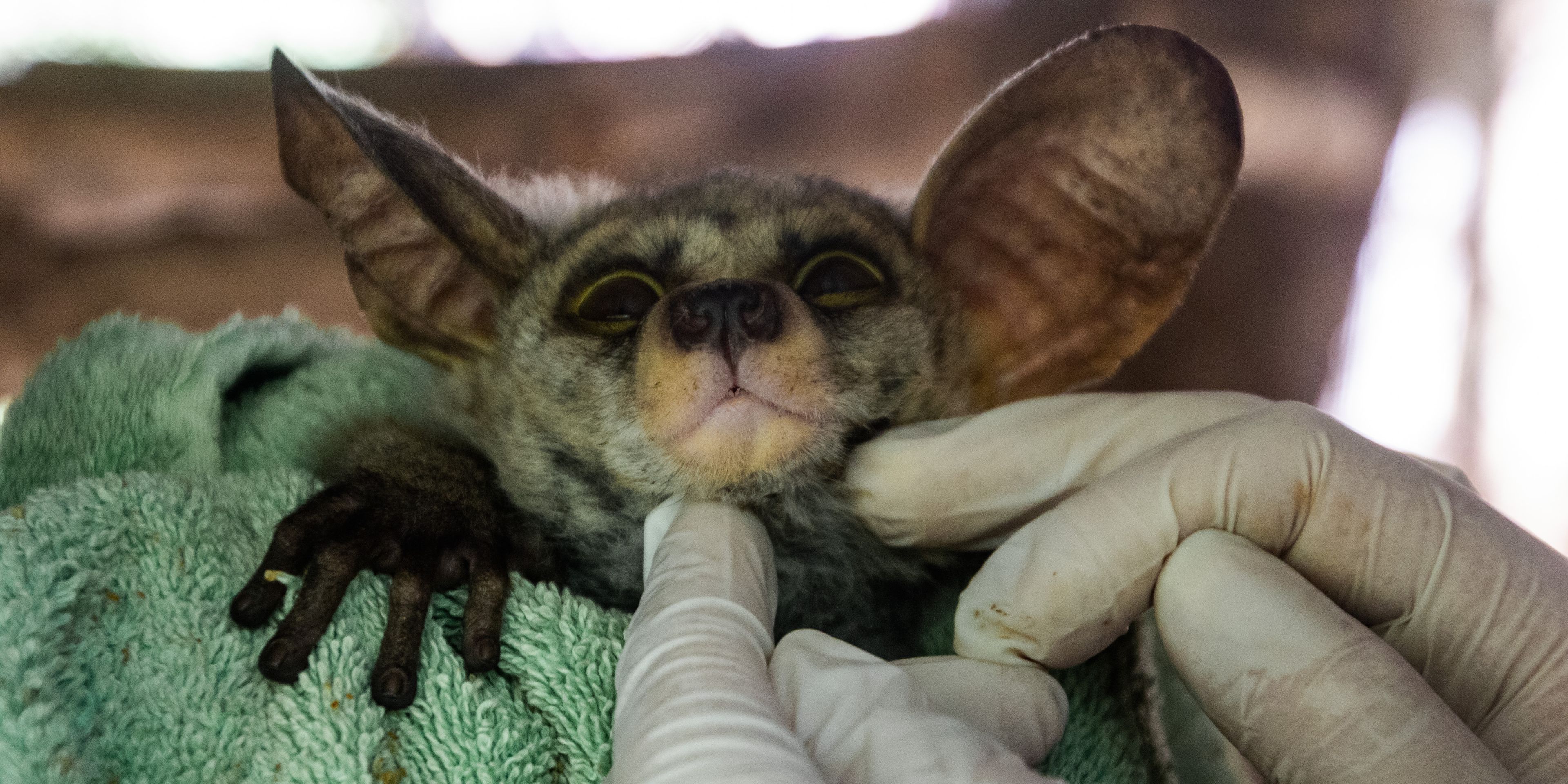 natucate-internship-malawi-wildlife-bush-baby-credits-amanda-harwood