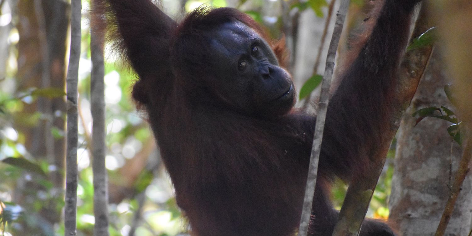Ein Orang-Utan, die Alfred Russel Wallace in seinem Reisebericht beschrieb, ist mit dem Rücken zum Betrachter gewannt und schaut über seine Schulter, während er im Baum hängt und sich mit seinen langen Armen festhält.