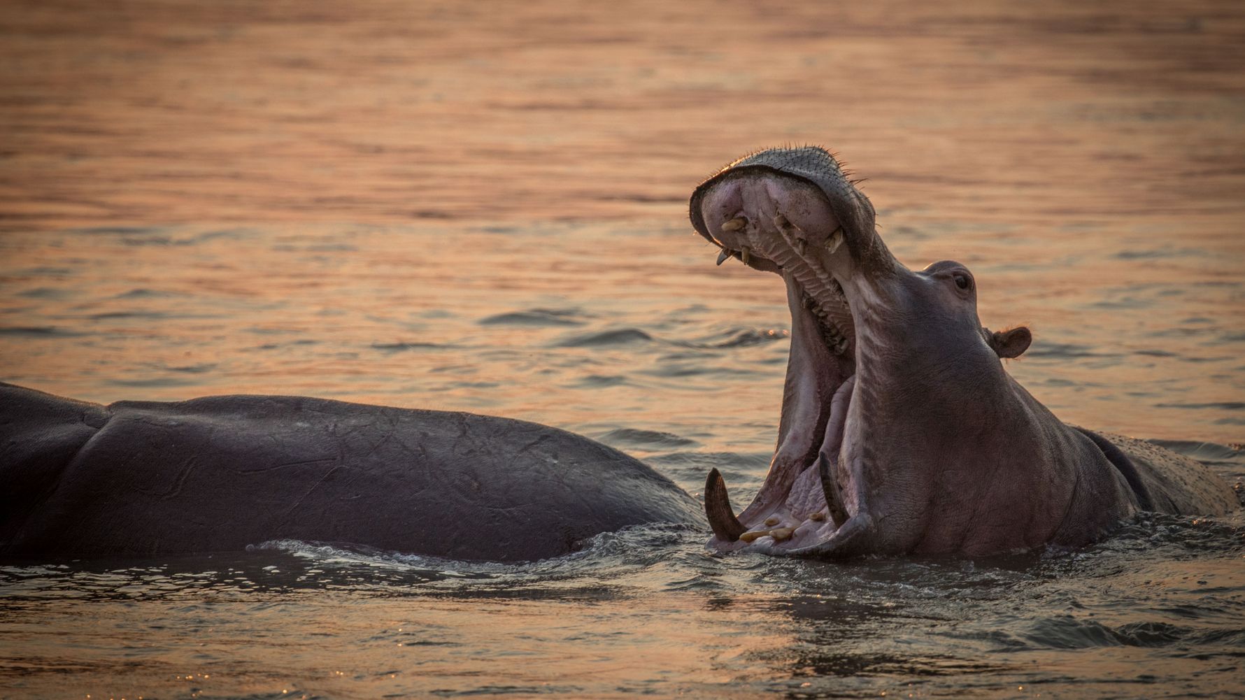 landingpage-ecotraining-wildlife-training-south-africa-kruger-national-park-natucate