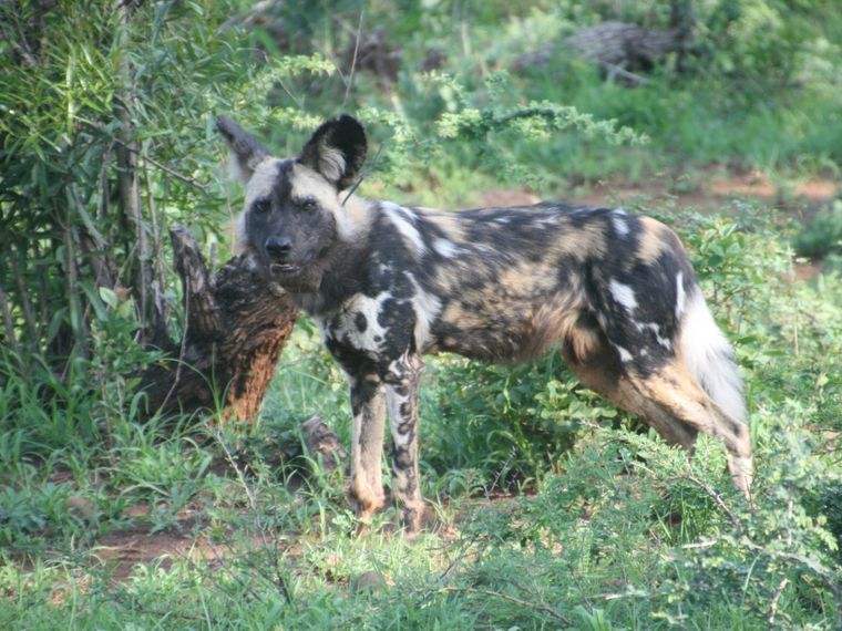 erfahrungsbericht-suedafrika-kundenfotos-sabbatjahr-wildhund-natucate