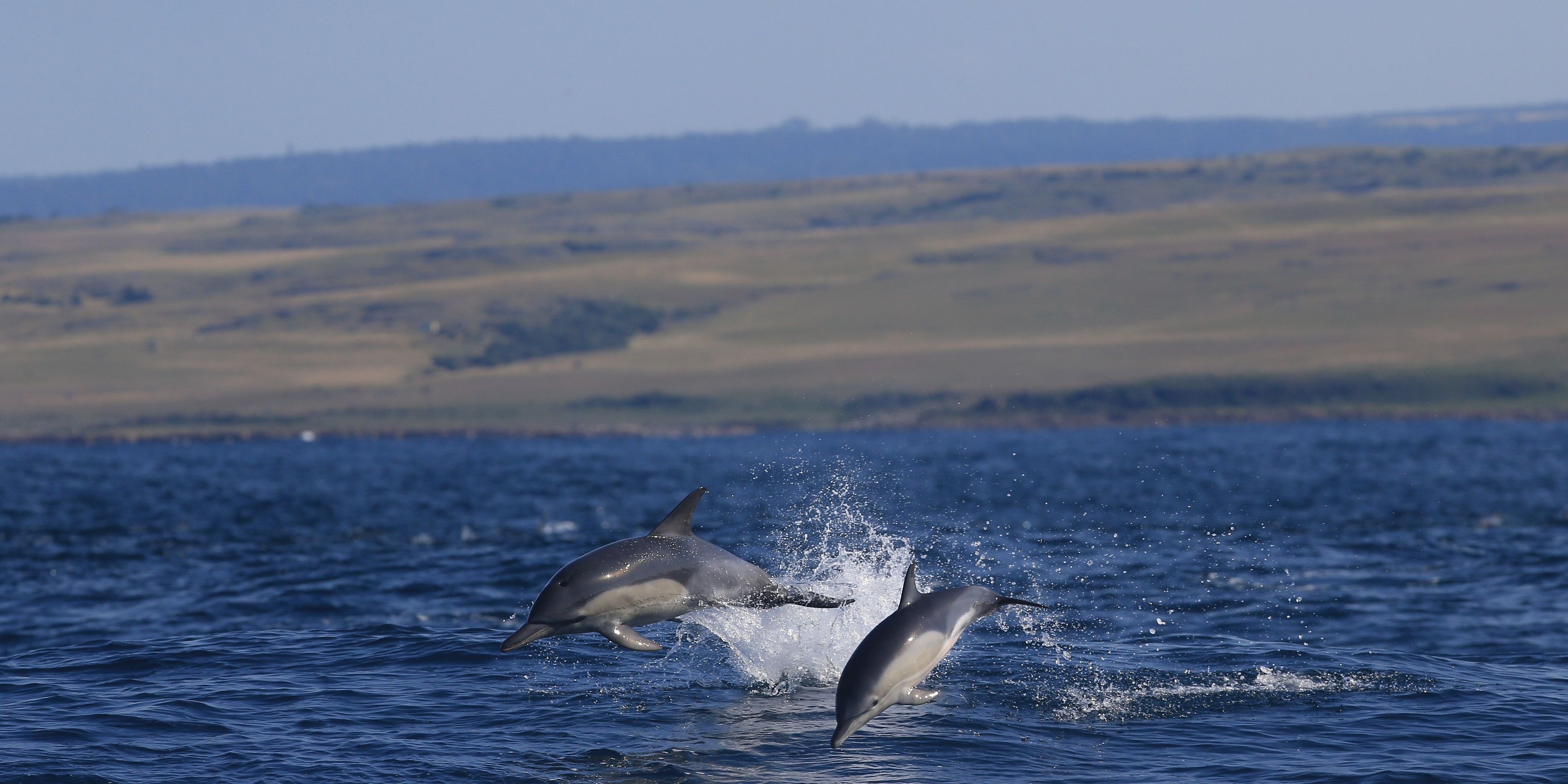 Wild Coast Delfine im Ozean