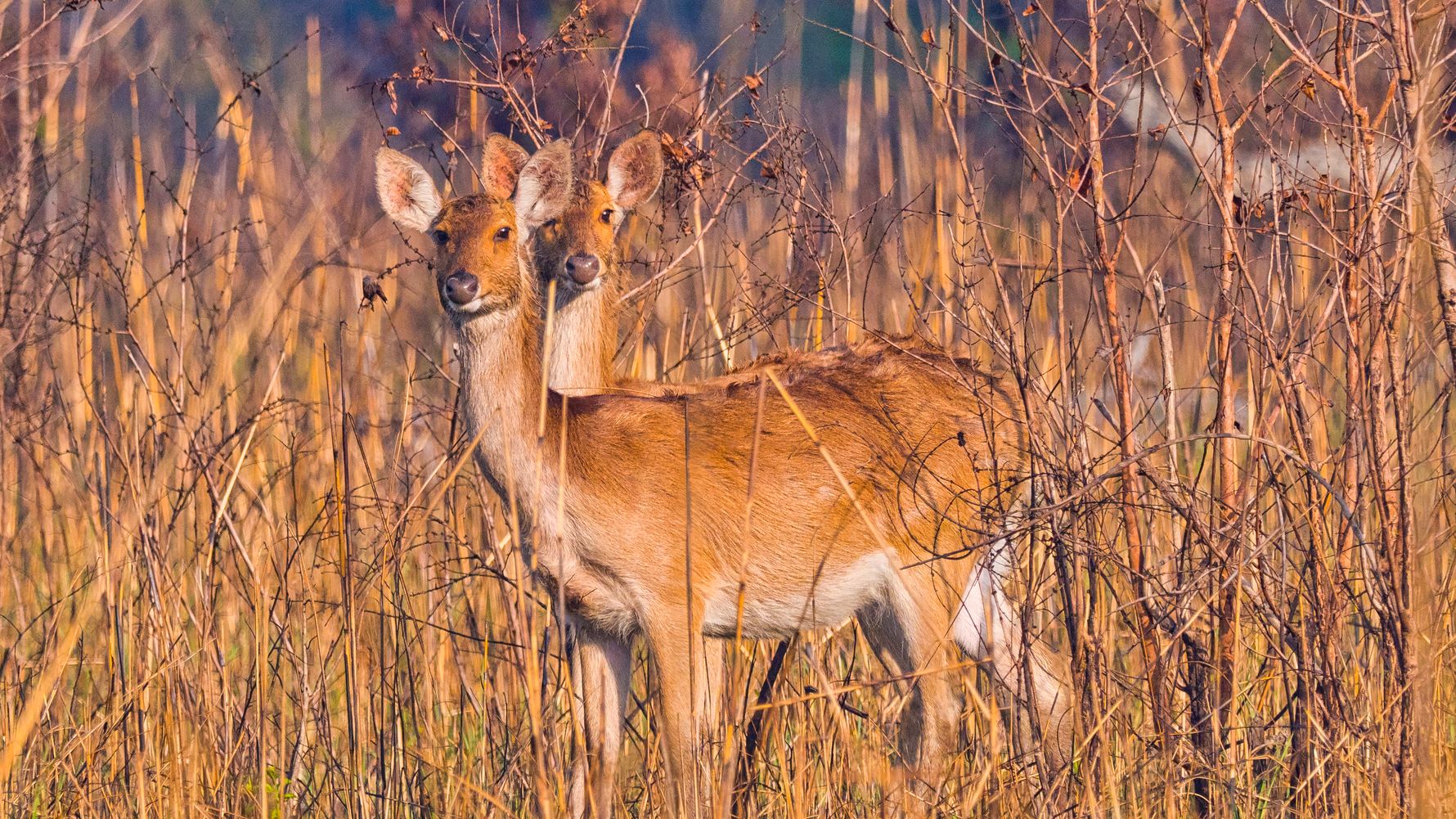 Deer