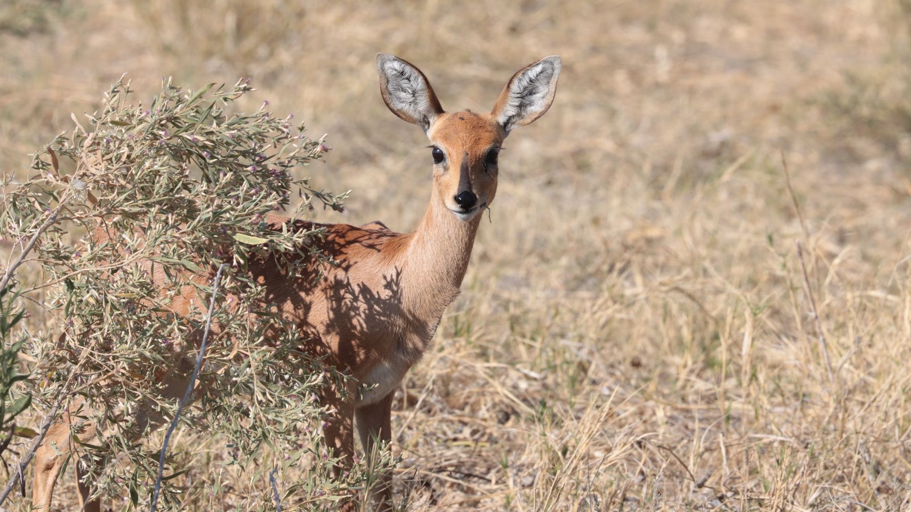 natucate-blog-ratgeber-wilderness-experience-balance-duiker