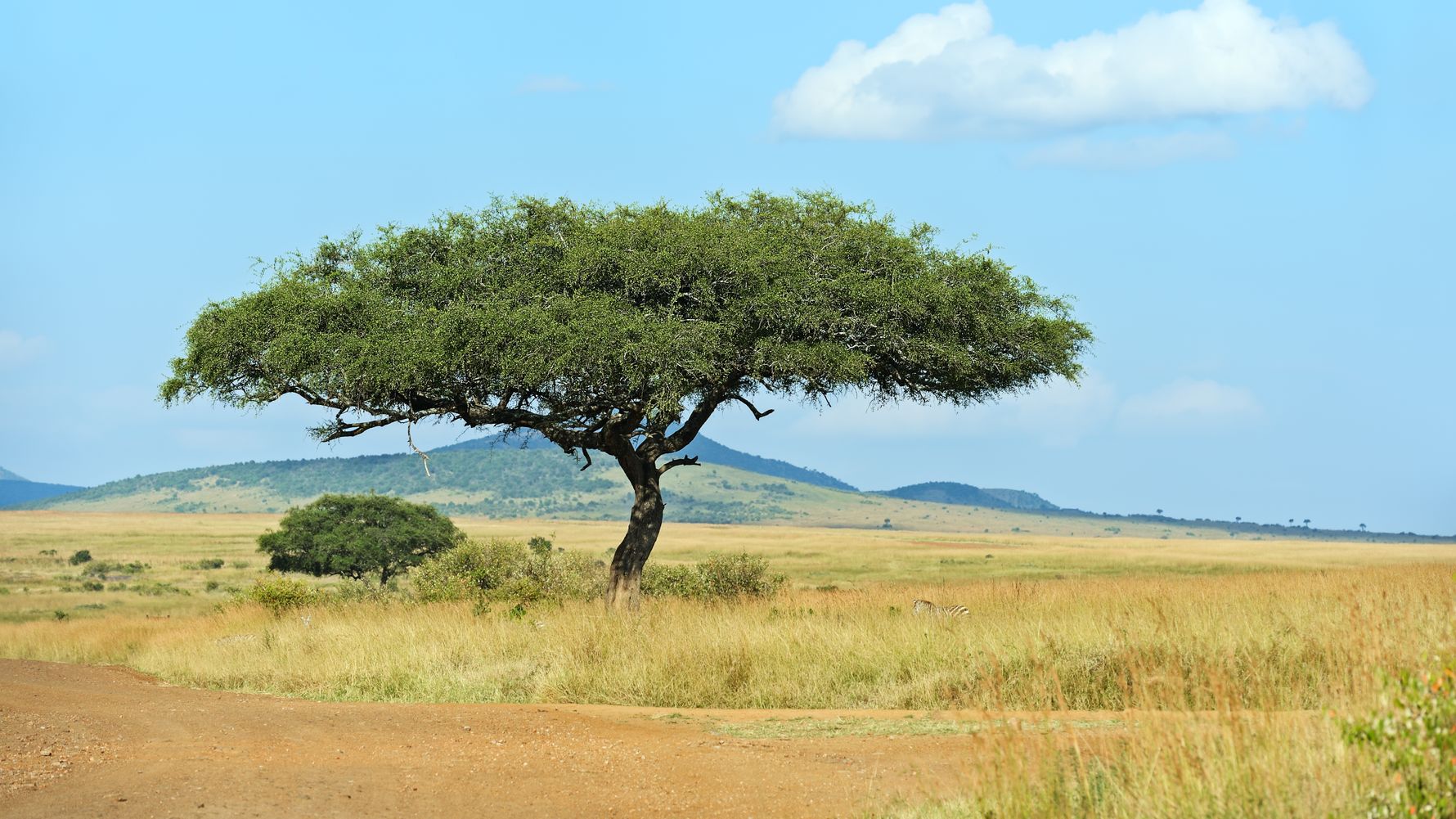 landingpage-rangerkurs-kenia-akazie-natucate