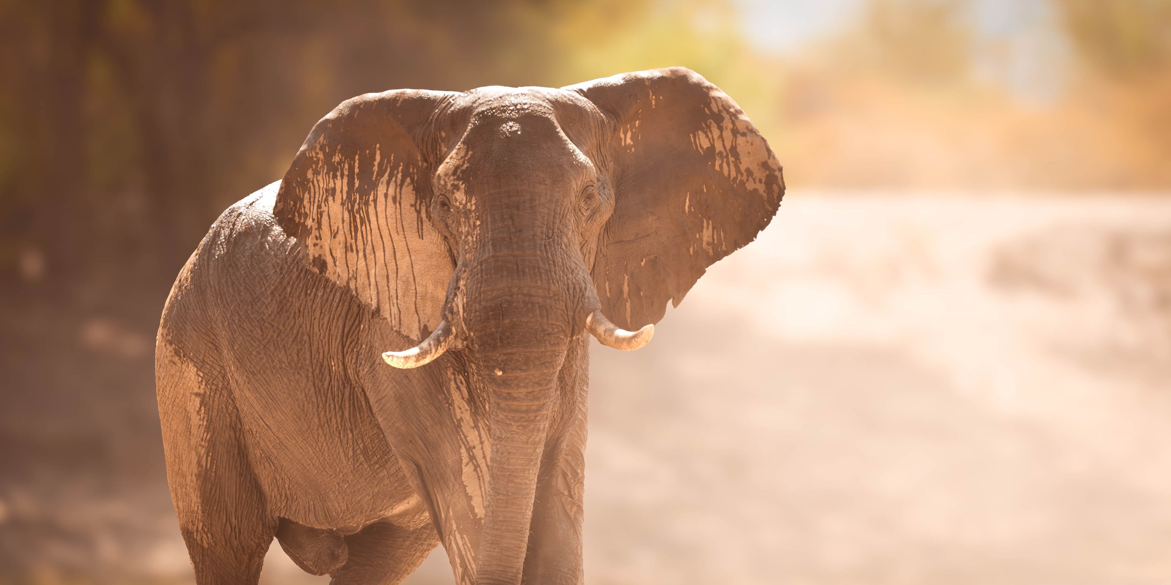 Elephant with wet head