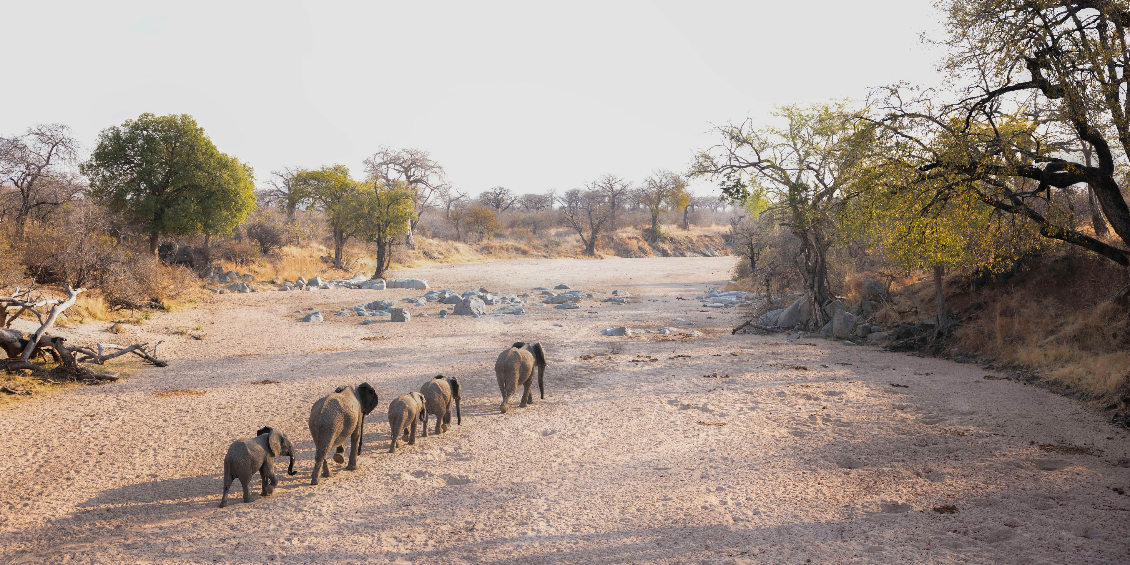 Elephant herd walks behind one another