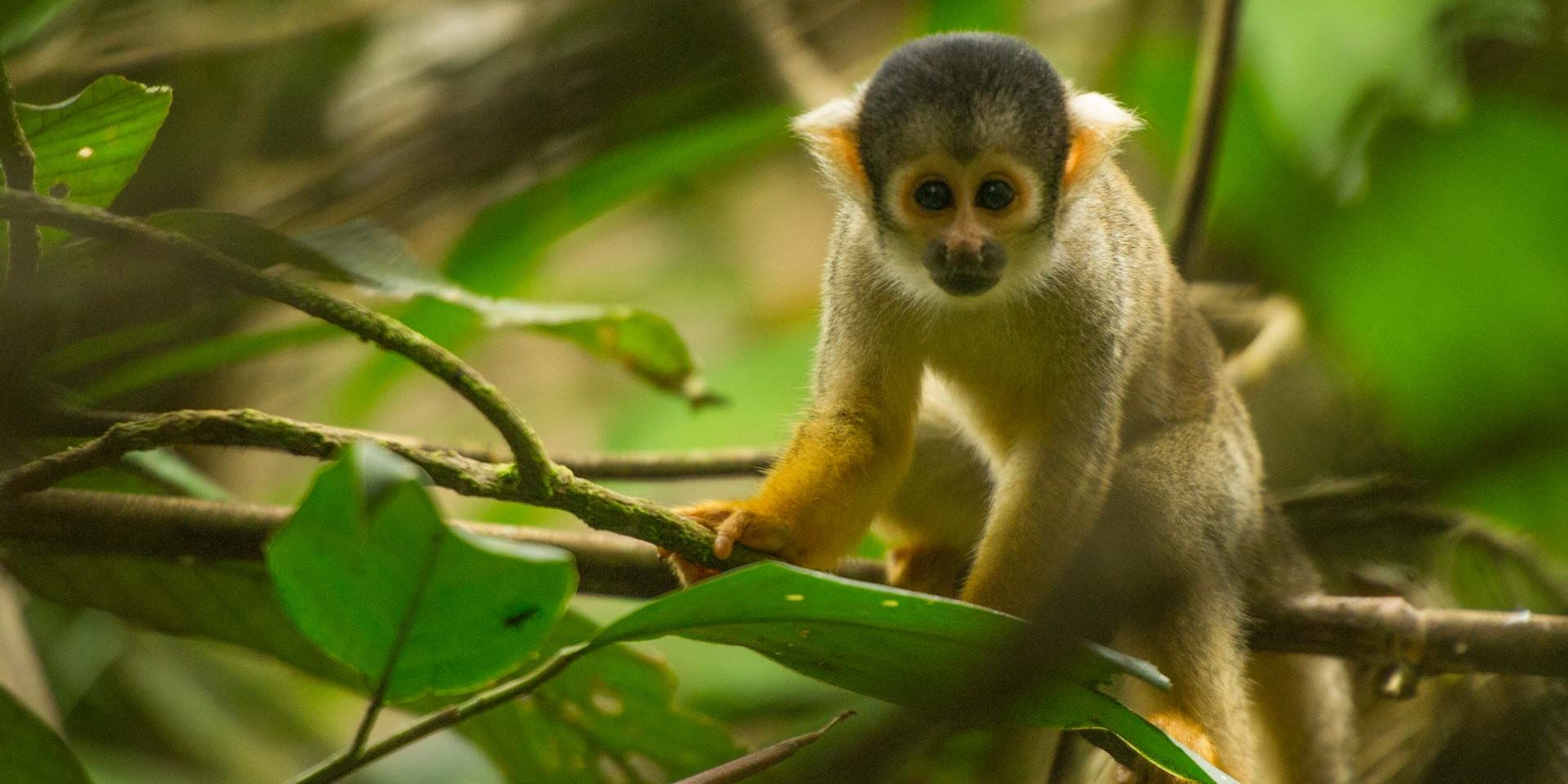 Ein junger Kapuzineraffe schaut sich verunsichert im Regenwald um