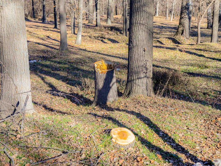 In einem relativ lichten Wald sind einige Baumstämme zu sehen. Zwei Bäume im Vordergrund wurde gefällt.