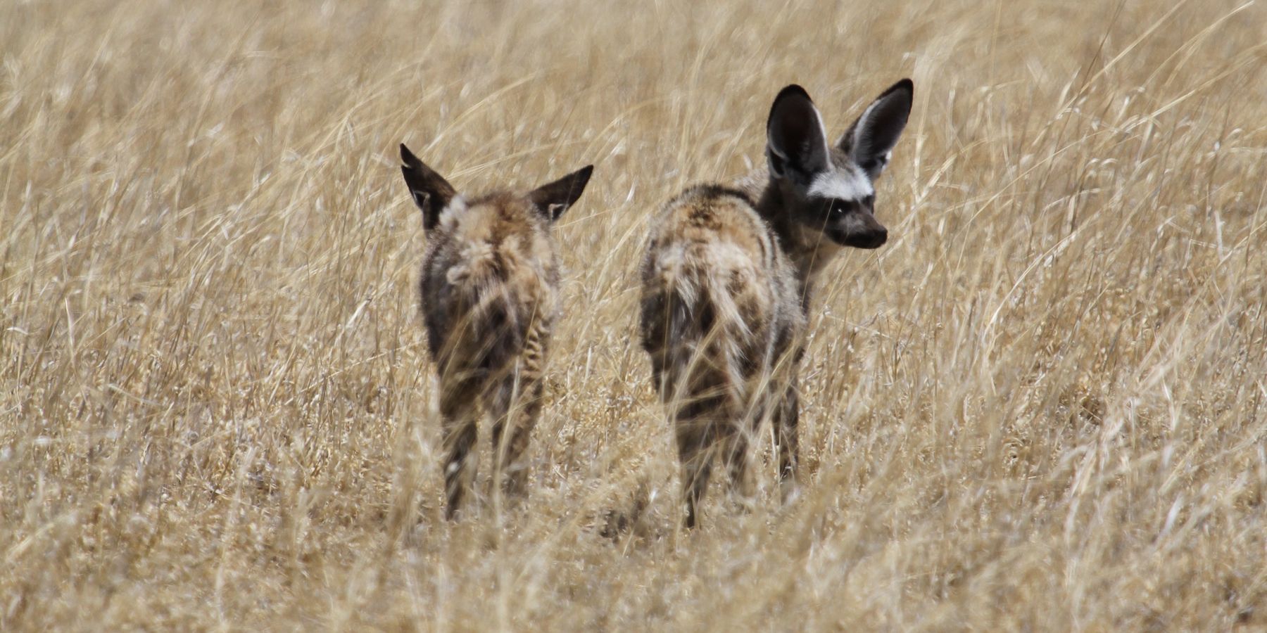 Two bat-eared foxes (wild dog of the African savannah) stand side by side with their backs to the viewer.