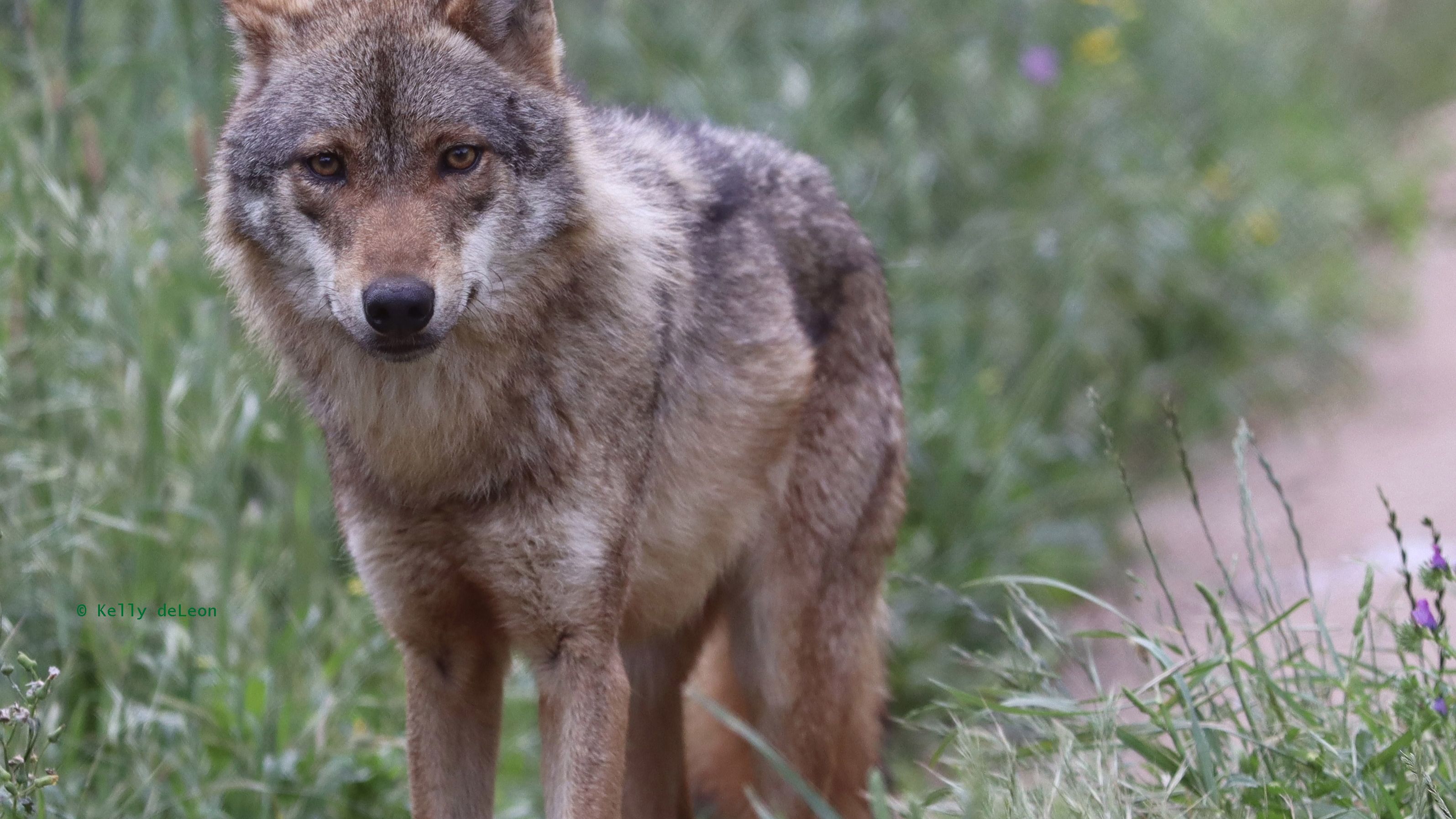 Aufnahme eines Iberischen Wolfs auf dem Gelaende des Wolfsschutzprojekts in Portugals Distrikt Lissabon