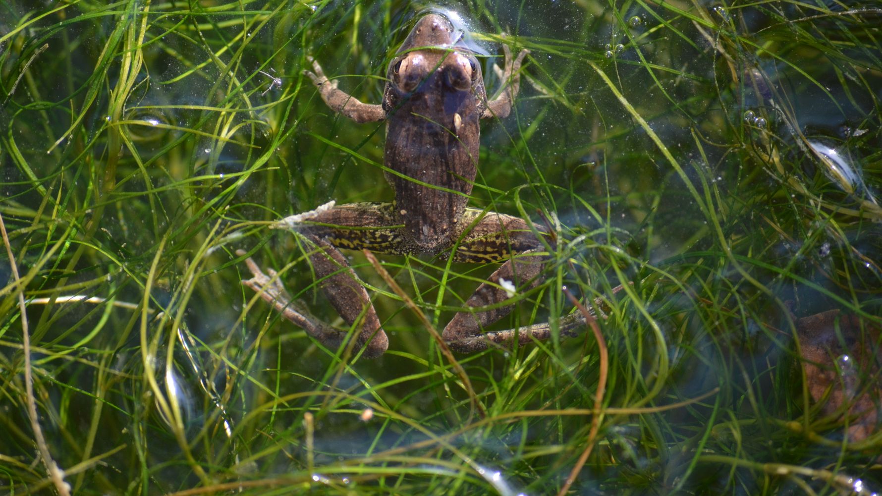rangerausbildung-wissen-amphibien-frosch-wasser-natucate