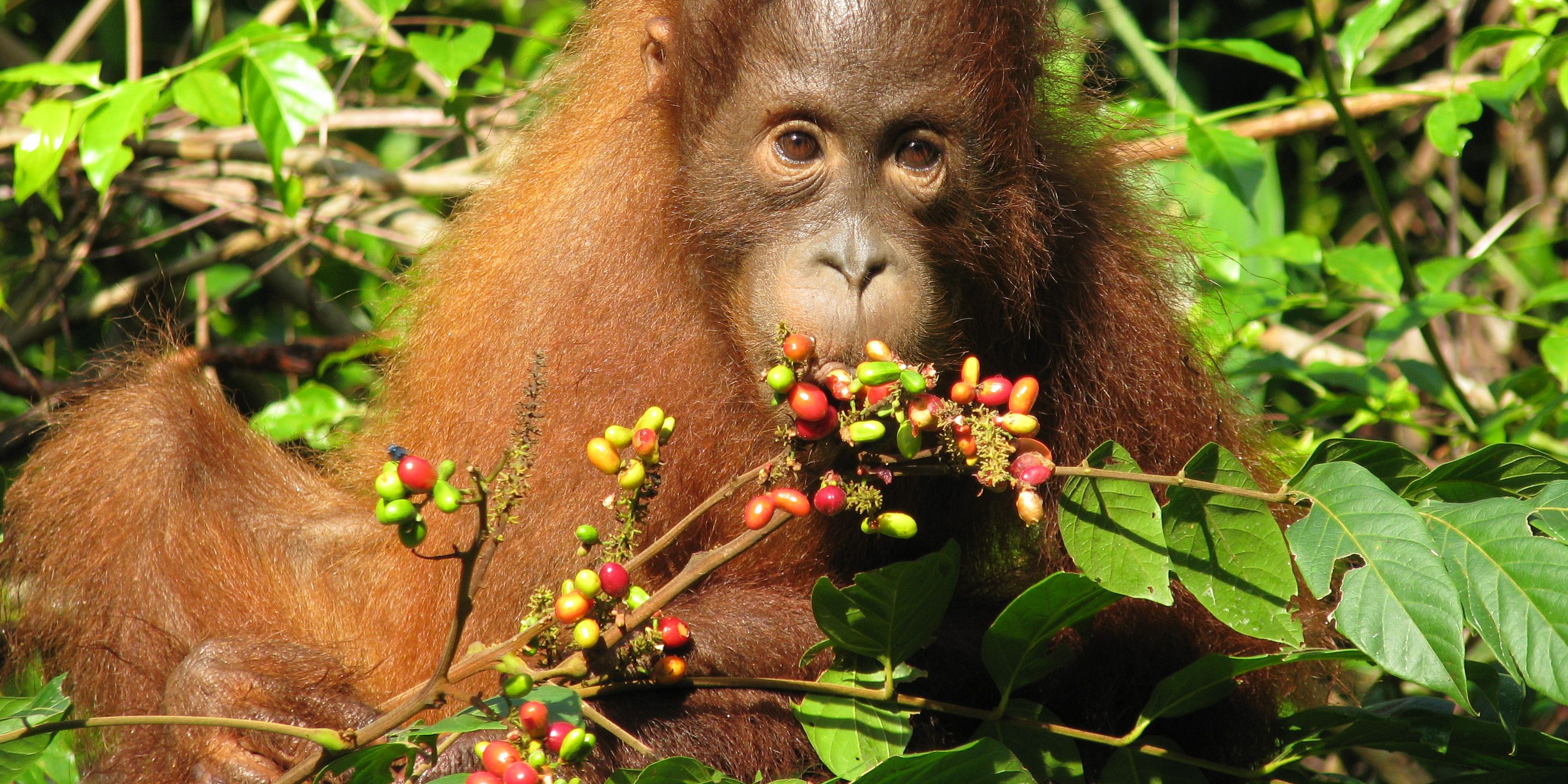 Animal life in Indonesia: A young orangutan sits and eats in Borneo's Sabangau Forest.
