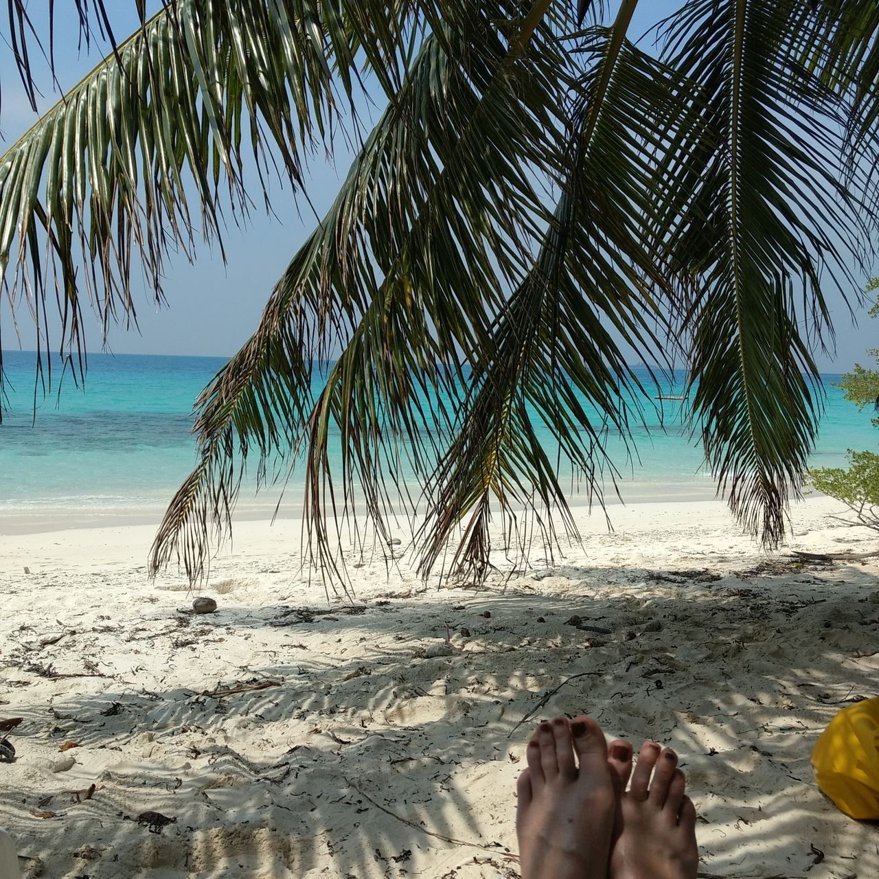 erfahrungsberichte-freiwilligenarbeit-malediven-walhaischutz-martina-palme-fuesse-natucate