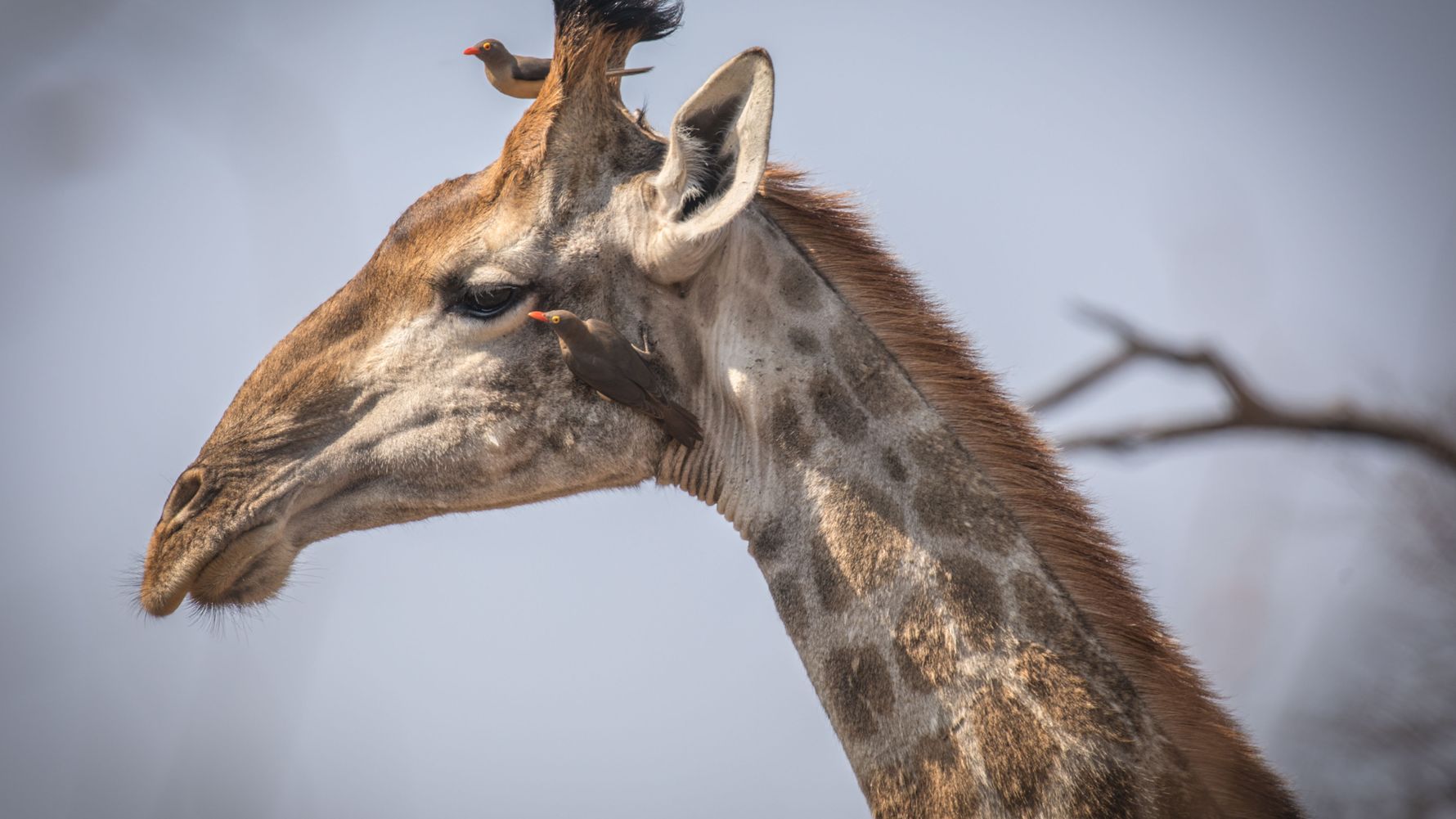 Naturguide: Eine Giraffe mit Rotschnabel-Madenhackern auf den Kopf