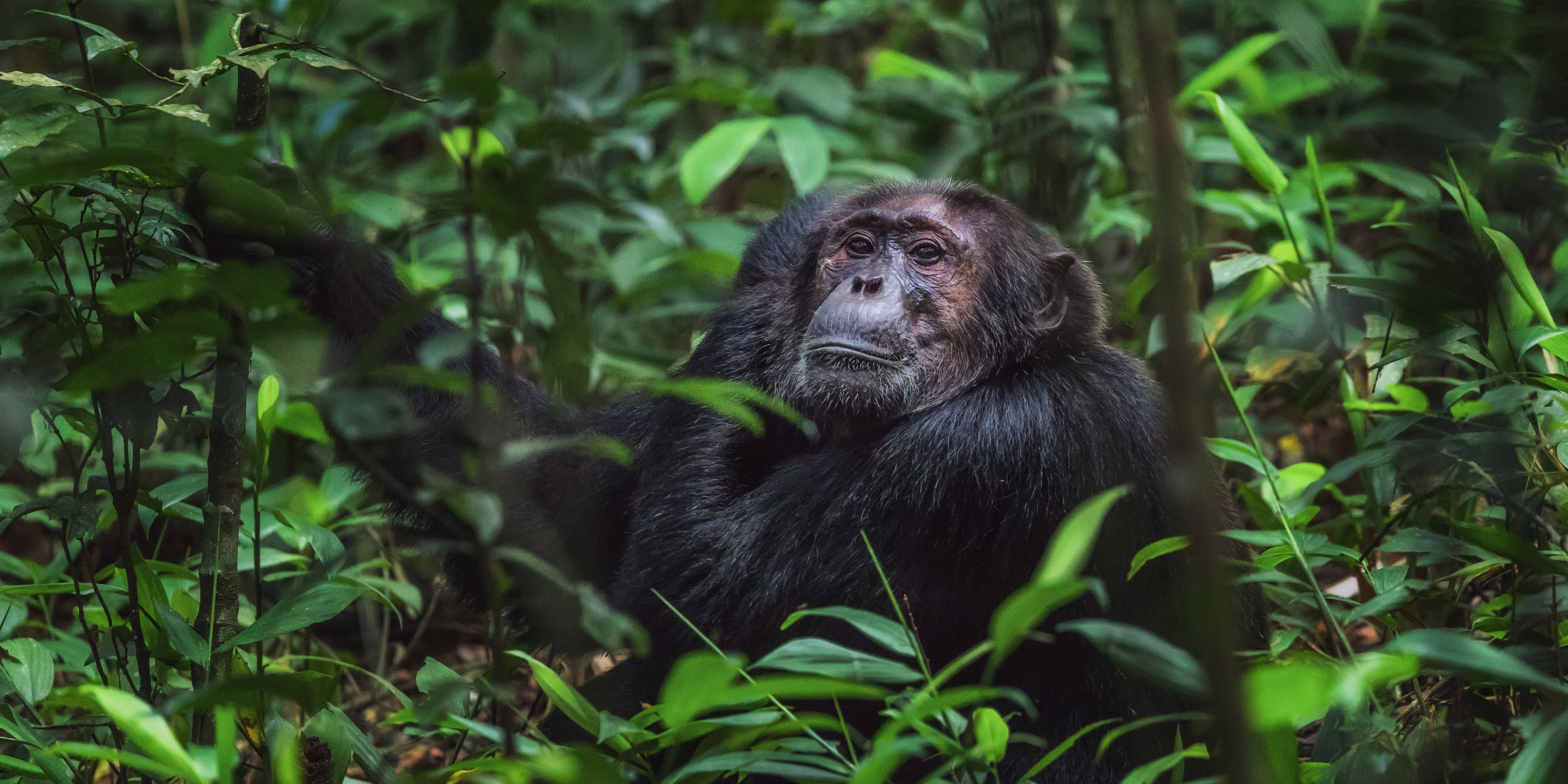 natucate-volunteering-uganda-chimpanzee-project-sitting-floor