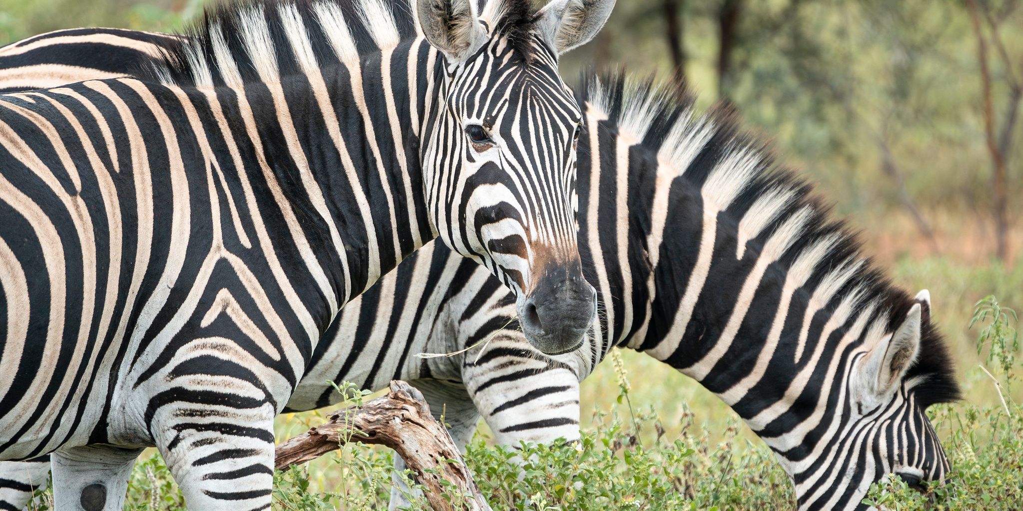 natucate-guide-courses-bw-zebra