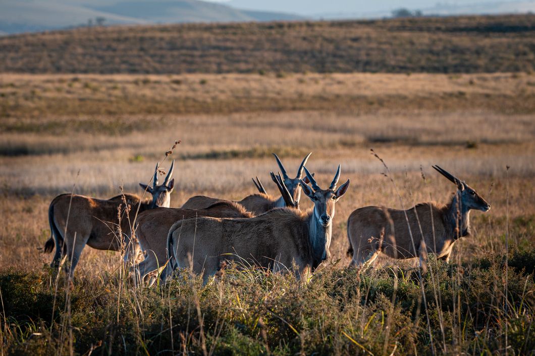 natucate-pwe-wild-coast-wildlife-elands