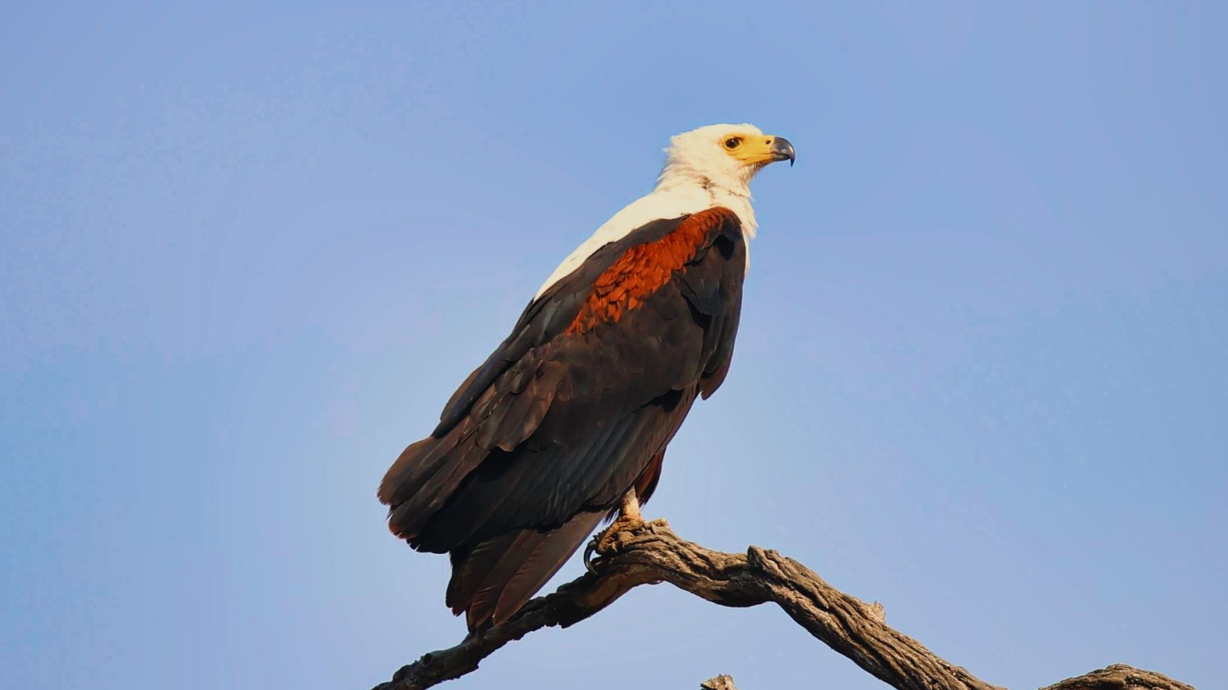 natucate-blog-erfahrungsbericht-malawi-wildtier-monitoring-dennis-vogel