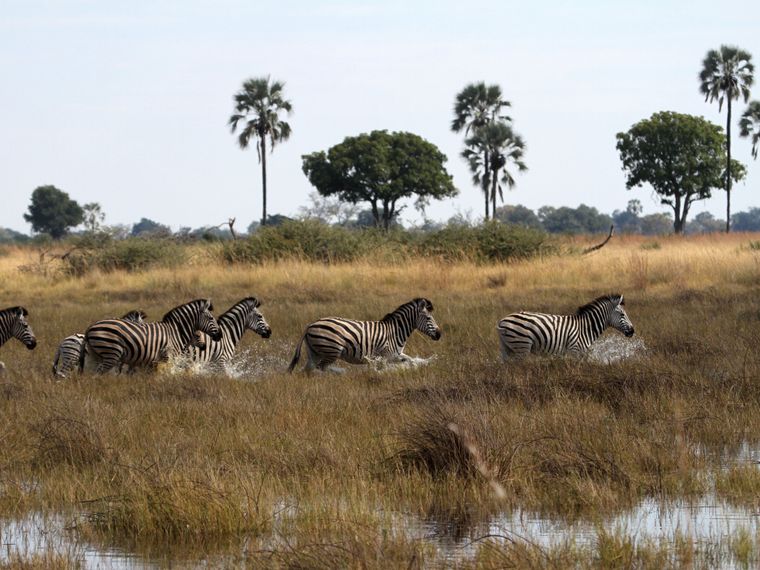 blog-ratgeber-fuenf-gruende-safari-botswana-zebras-natucate