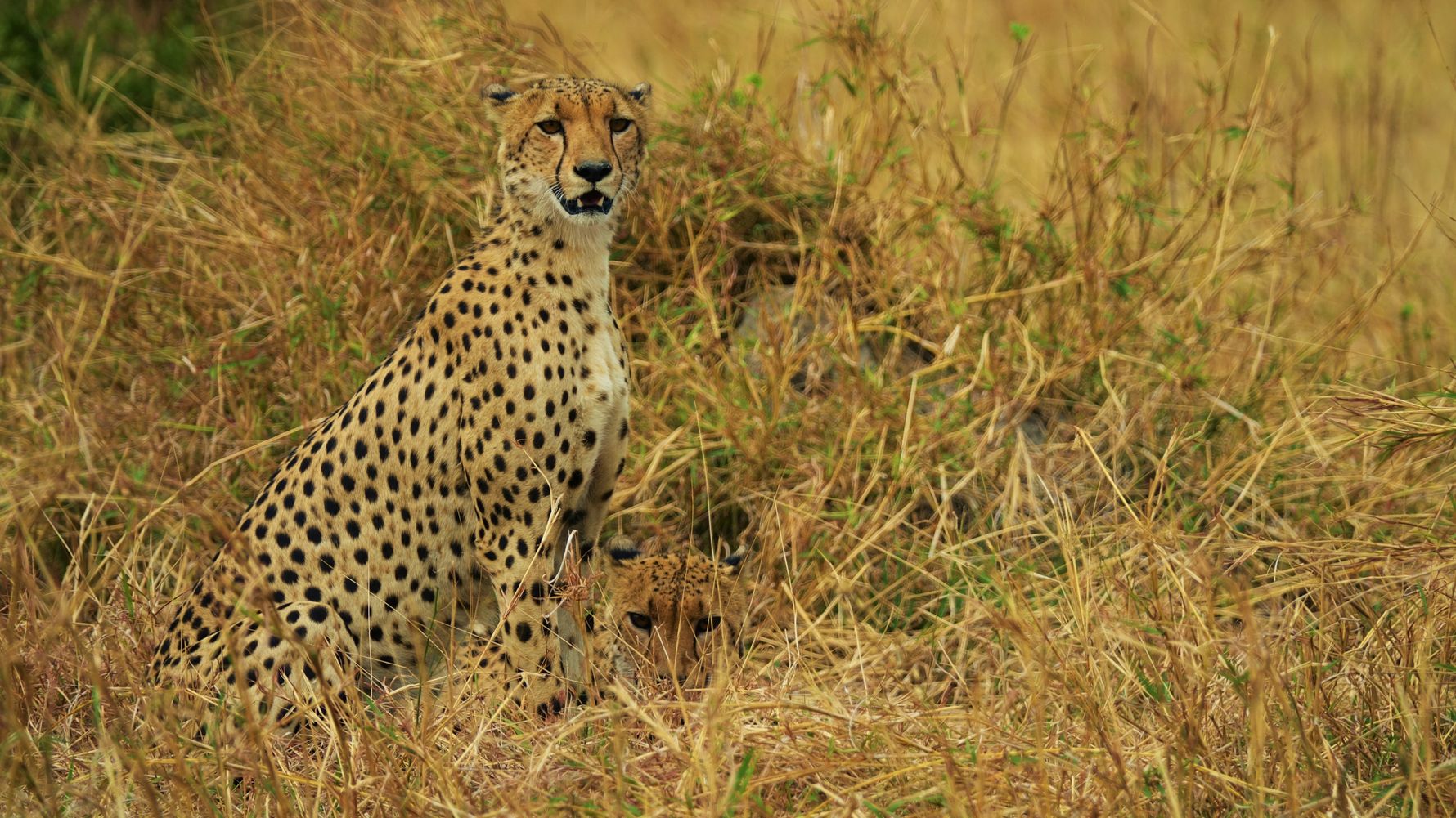 blog-ratgeber-botswana-moremi-wildreservat-gepard-natucate